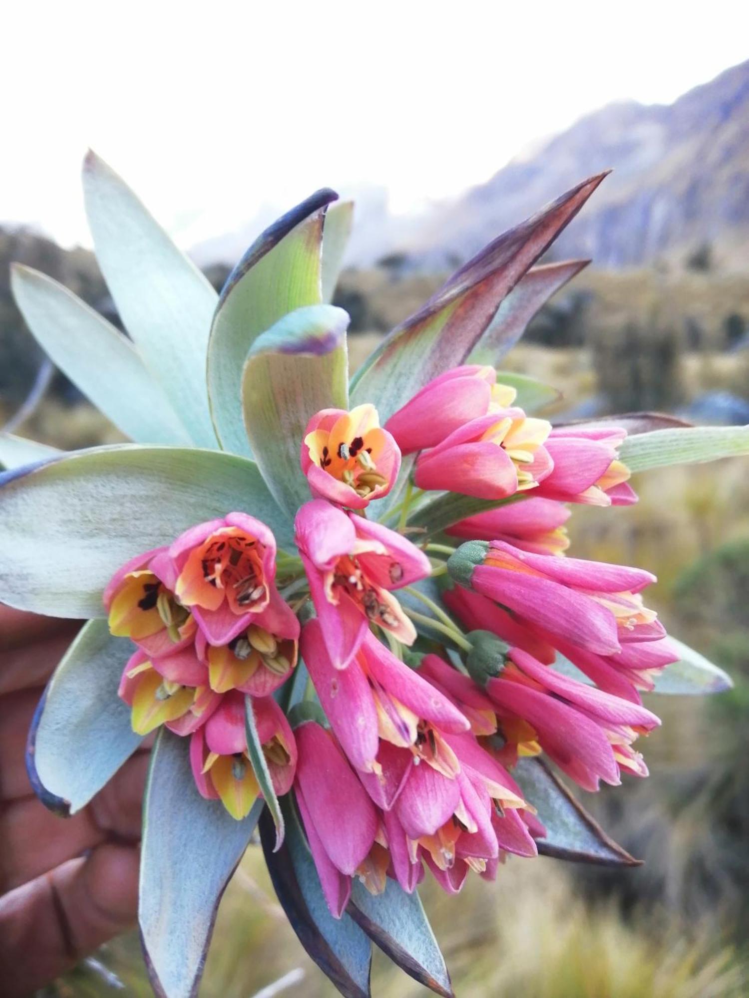 Bed and Breakfast Amazing Huaraz Exteriér fotografie