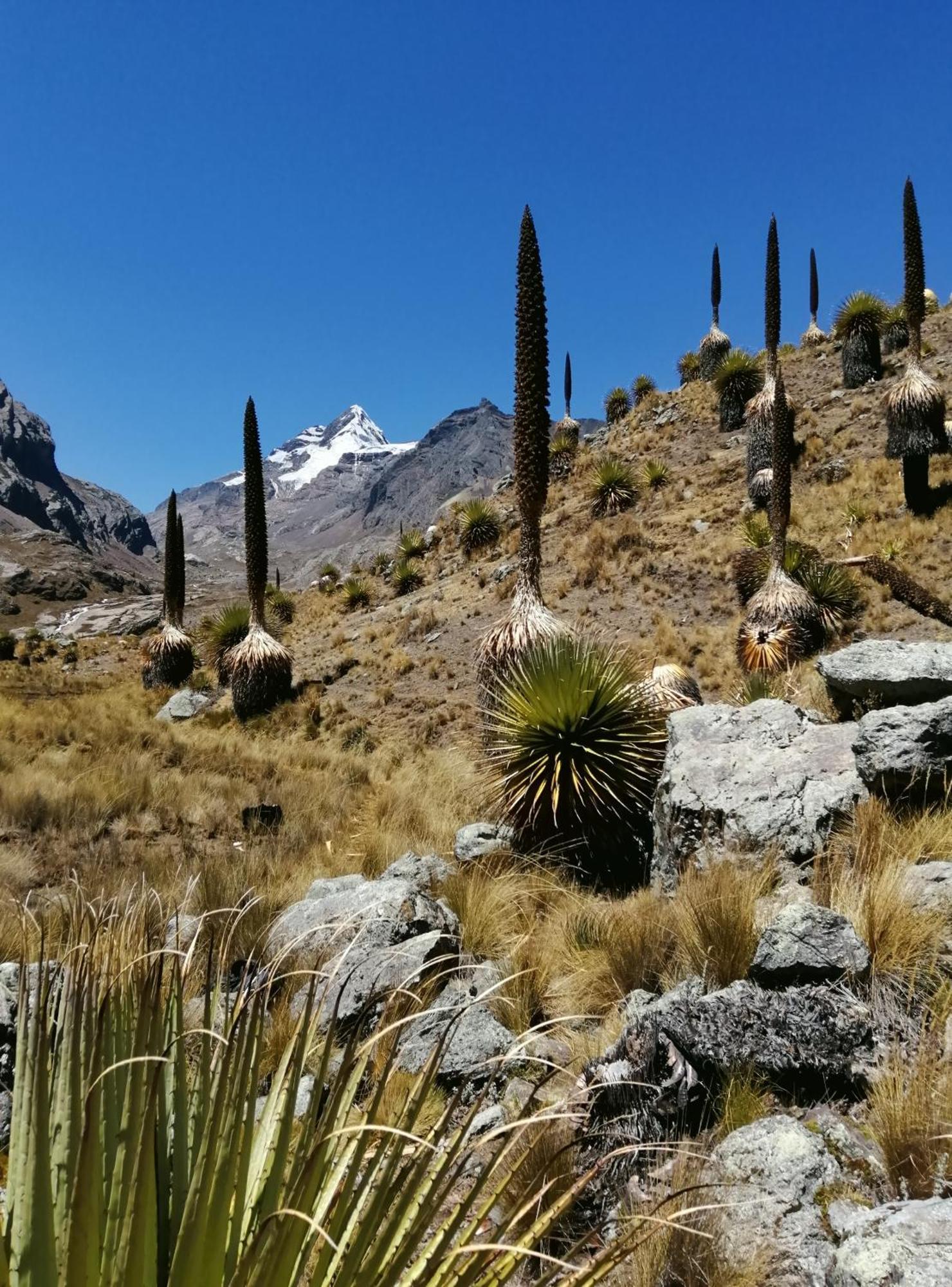 Bed and Breakfast Amazing Huaraz Exteriér fotografie
